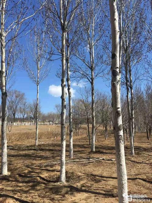 3月京城风大花肥