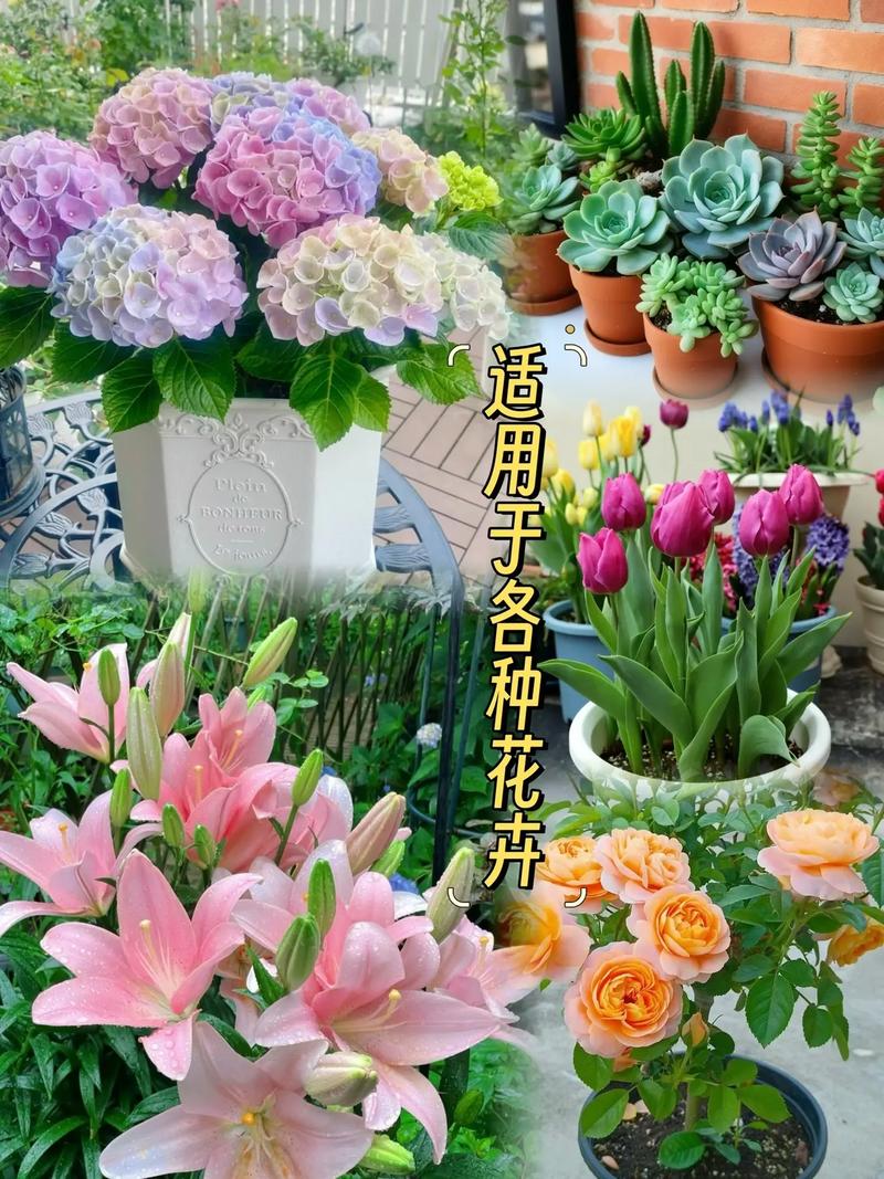 花卉绿植专用肥料.太卷了,太卷了花卉绿植专用肥来了,这款花卉